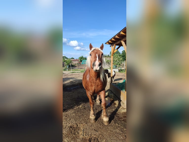 Bretón Caballo castrado 16 años 161 cm Alazán in Berlin