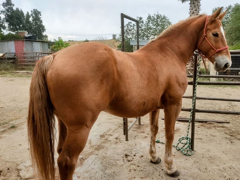Bretón Mestizo Caballo castrado 6 años 163 cm Alazán in Sevilla