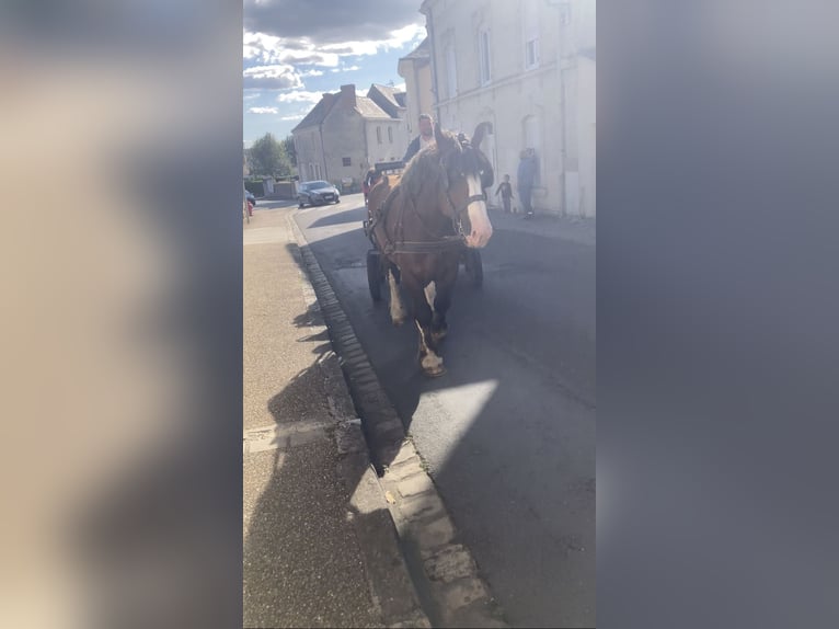 Bretón Caballo castrado 7 años 158 cm Alazán-tostado in Haras de la genièvre