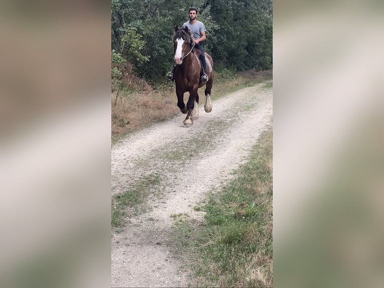 Bretón Caballo castrado 7 años 158 cm Alazán-tostado in Haras de la genièvre