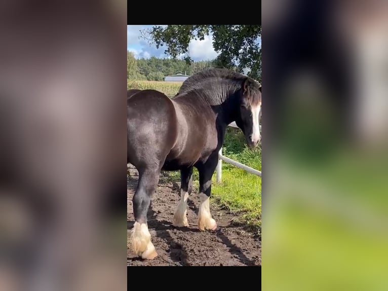 Breton Étalon 2 Ans 160 cm Alezan brûlé in Mława