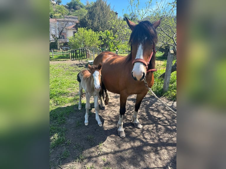 Breton Croisé Étalon Poulain (04/2024) Bai cerise in Pola De Laviana