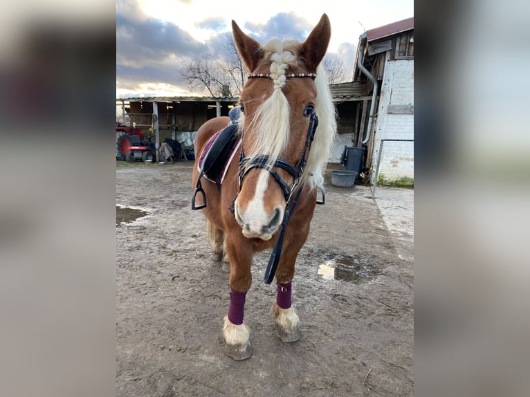 Breton Gelding 15 years 15,2 hh Chestnut-Red in Berlin