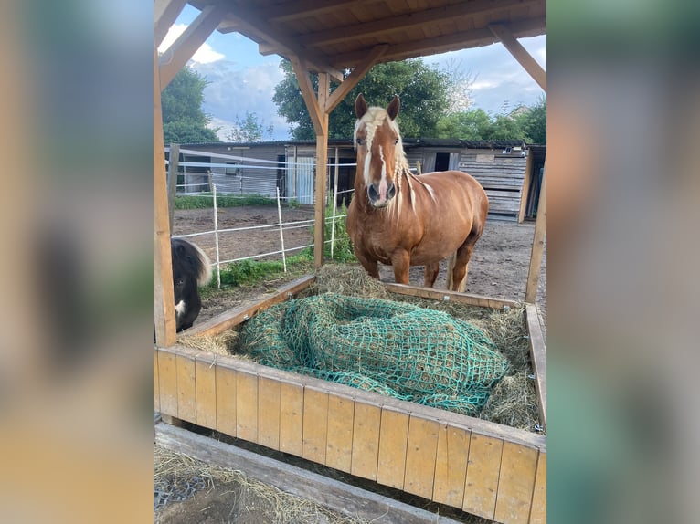 Breton Gelding 15 years 15,2 hh Chestnut-Red in Berlin