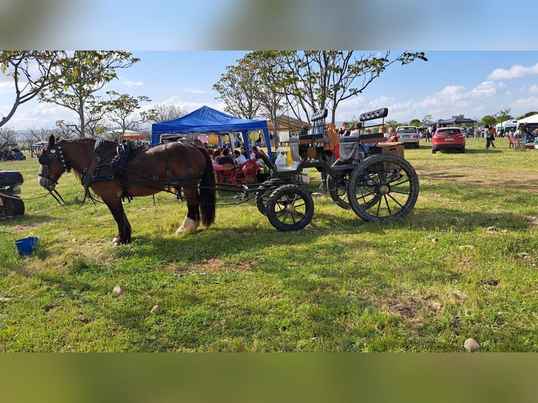 Breton Gelding 21 years Brown-Light in Valdetorres De Jarama