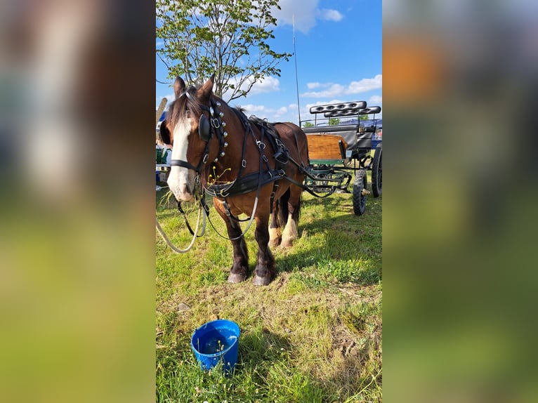 Breton Gelding 21 years Brown-Light in Valdetorres De Jarama