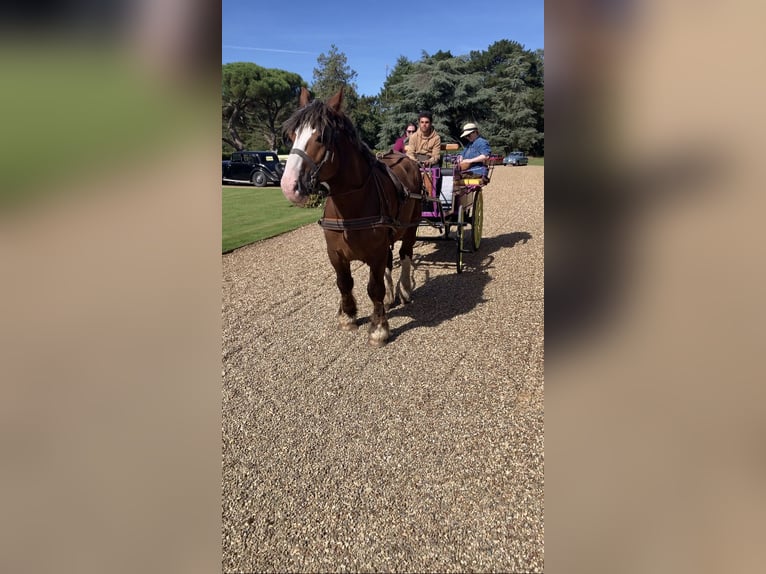 Breton Gelding 7 years 15,2 hh Chestnut in Haras de la genièvre