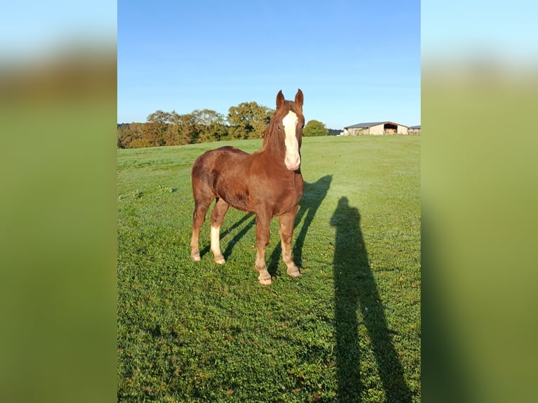 Breton Hengst 1 Jaar in Arrien