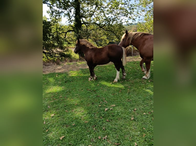 Breton Hengst 1 Jaar in Arrien
