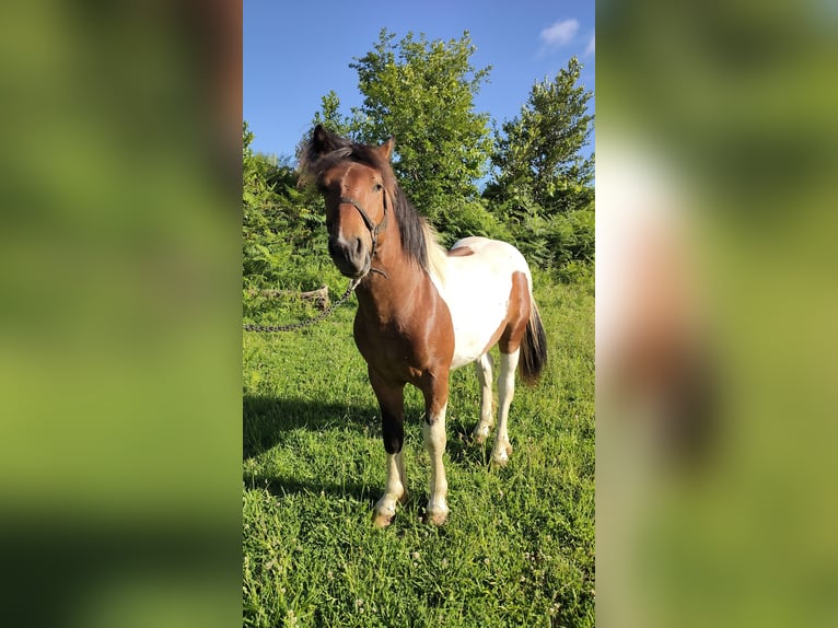 Breton Mix Hengst 1 Jaar Tobiano-alle-kleuren in Ferrol
