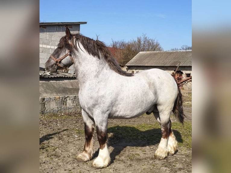 Breton Hengst 3 Jaar 165 cm Roan-Red in Sopotnia Wielka