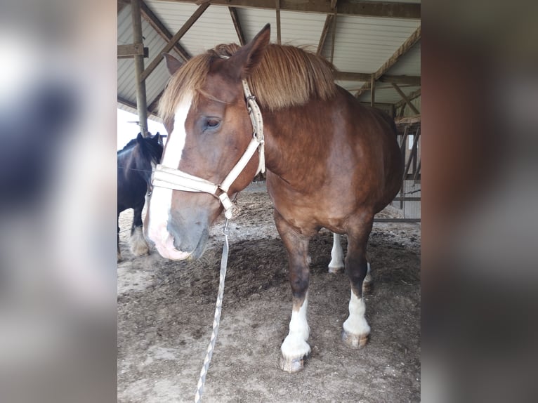 Breton Jument 15 Ans 157 cm Alezan in R&#xE9;d&#xE9;n&#xE9;