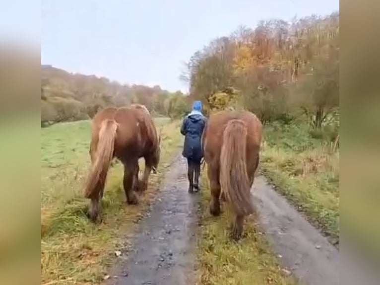 Breton Jument 7 Ans 165 cm Bai in Homberg (Efze)