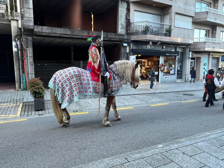 Breton Jument 7 Ans  in Tui (O Sagrario)