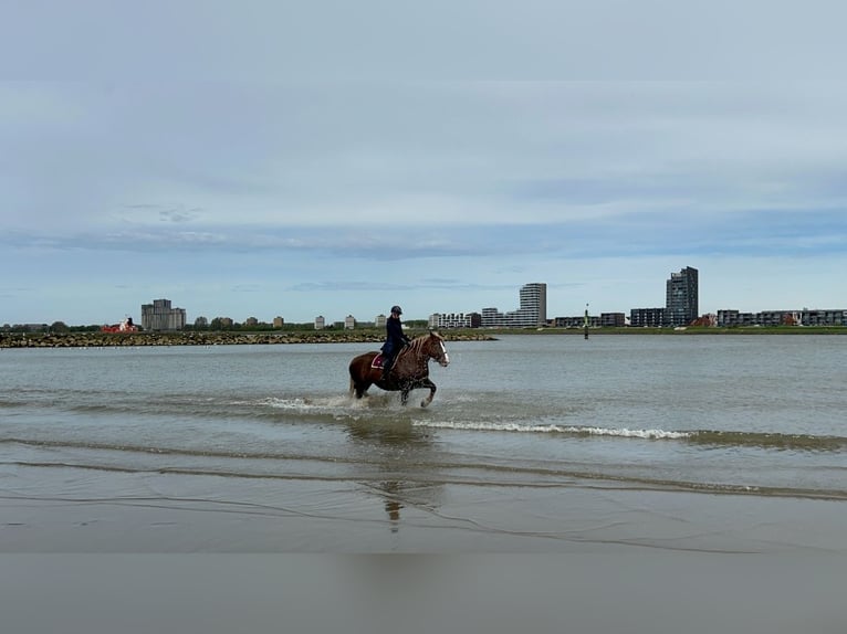 Breton Mare 12 years 15,3 hh Chestnut-Red in Rozenburg