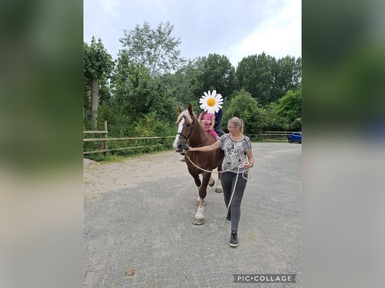 Breton Mare 12 years 15,3 hh Chestnut-Red in Rozenburg