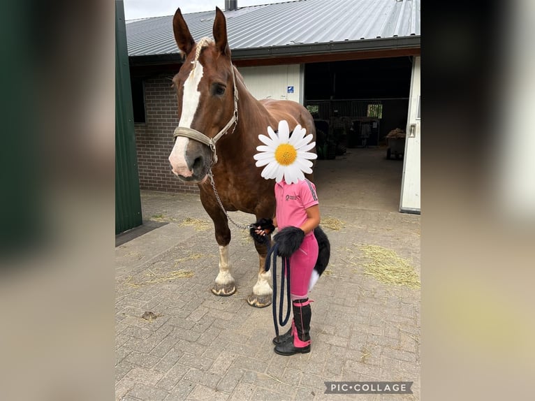 Breton Mare 12 years 15,3 hh Chestnut-Red in Rozenburg