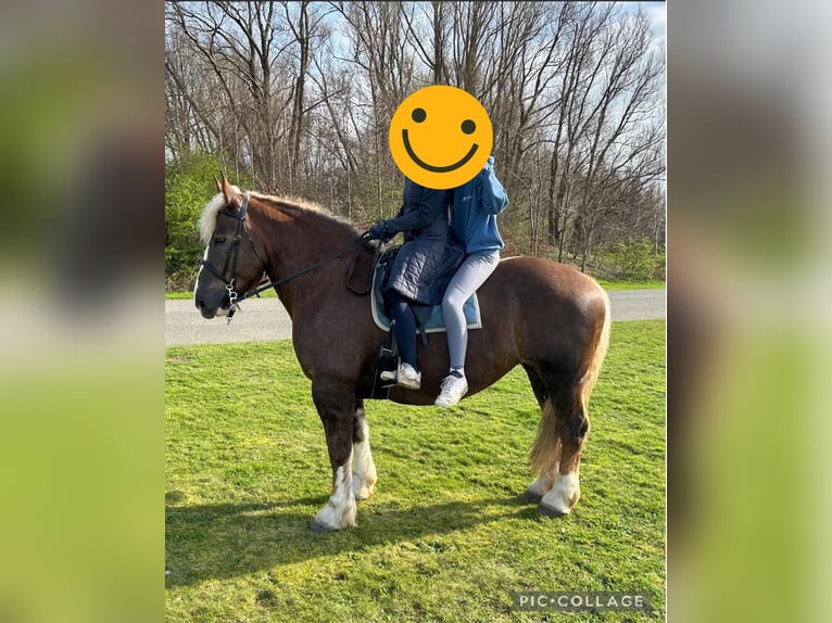 Breton Mare 12 years 15,3 hh Chestnut-Red in Rozenburg