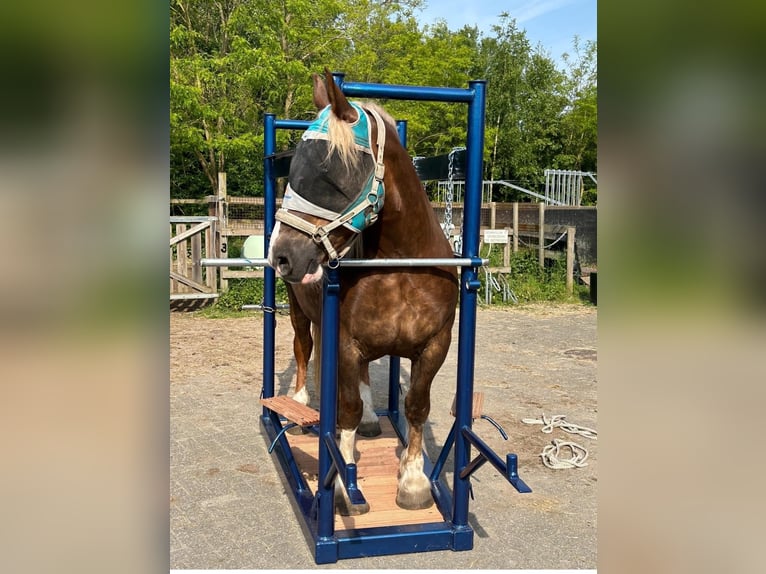 Breton Mare 12 years 15,3 hh Chestnut-Red in Rozenburg