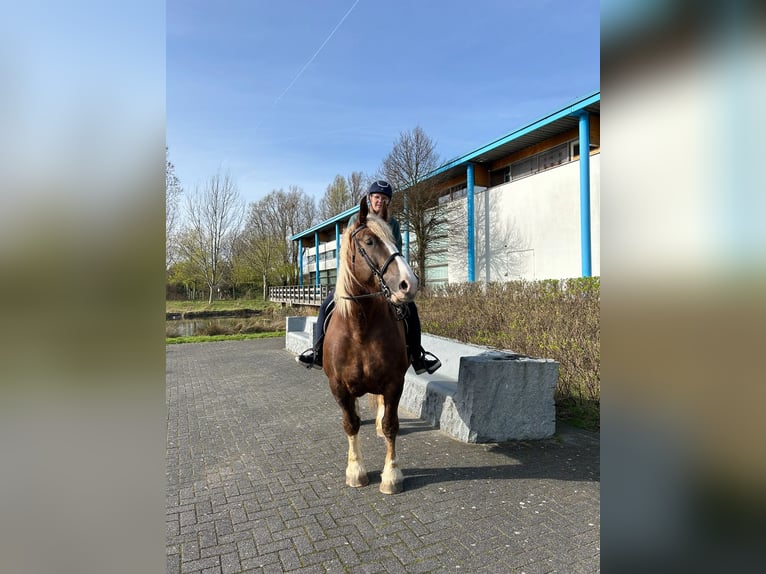 Breton Mare 12 years 15,3 hh Chestnut-Red in Rozenburg