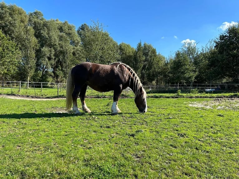 Breton Mare 12 years 15,3 hh Chestnut-Red in Rozenburg