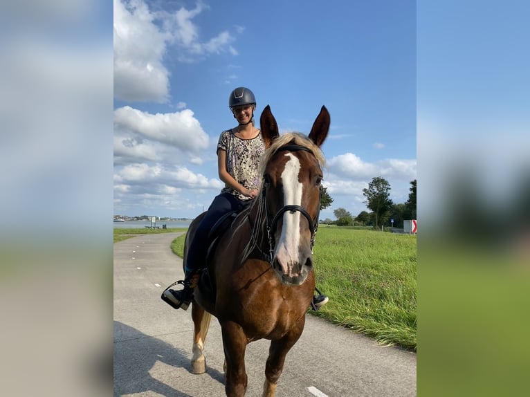 Breton Mare 12 years 15,3 hh Chestnut-Red in Rozenburg