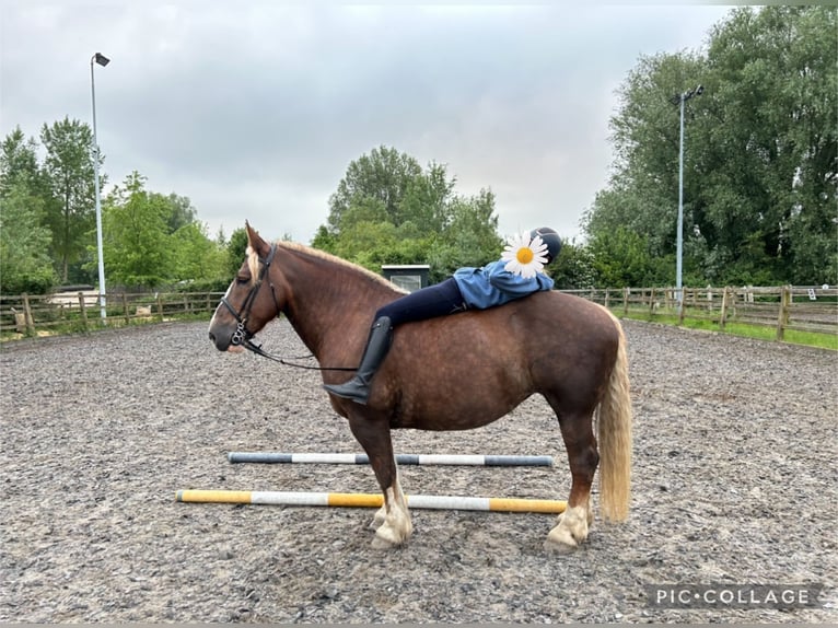 Breton Mare 12 years 15,3 hh Chestnut-Red in Rozenburg