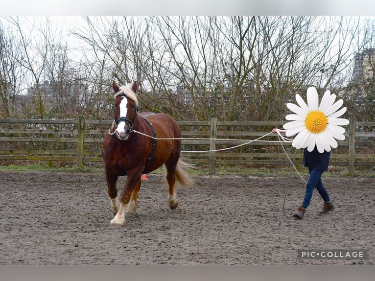 Breton Mare 12 years 15,3 hh Chestnut-Red in Rozenburg