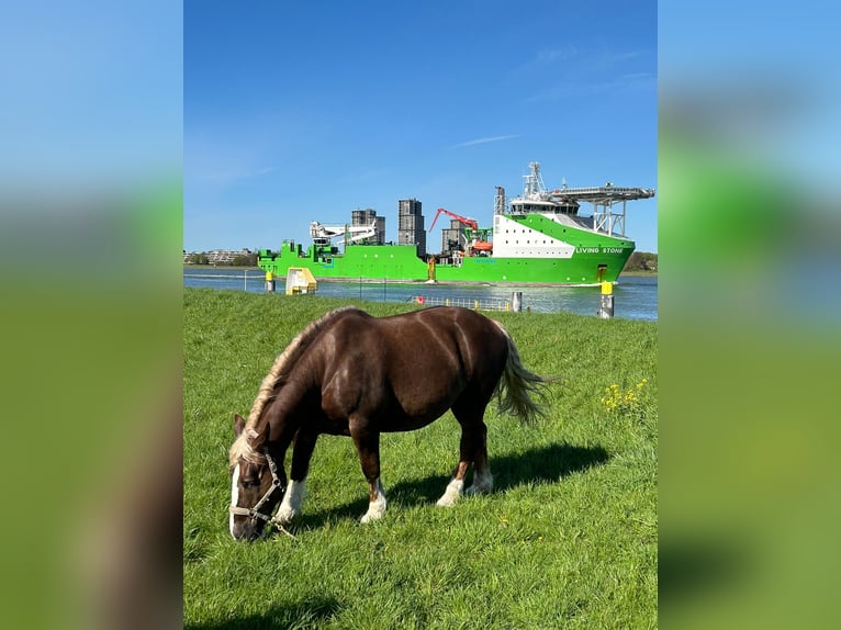 Breton Mare 12 years 15,3 hh Chestnut-Red in Rozenburg