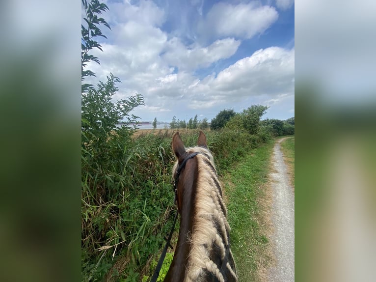 Breton Mare 12 years 15,3 hh Chestnut-Red in Rozenburg