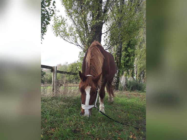 Breton Mare 15 years 15,1 hh Chestnut-Red in R&#xE9;d&#xE9;n&#xE9;