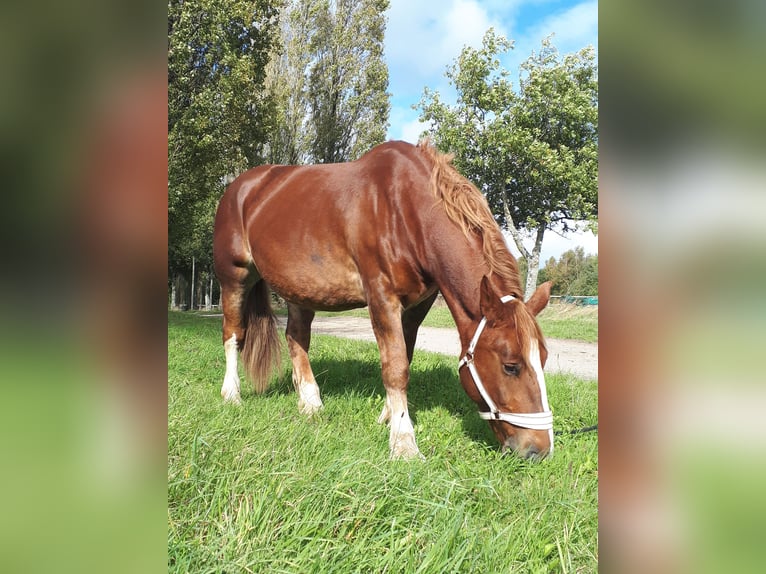 Breton Mare 15 years 15,1 hh Chestnut-Red in R&#xE9;d&#xE9;n&#xE9;