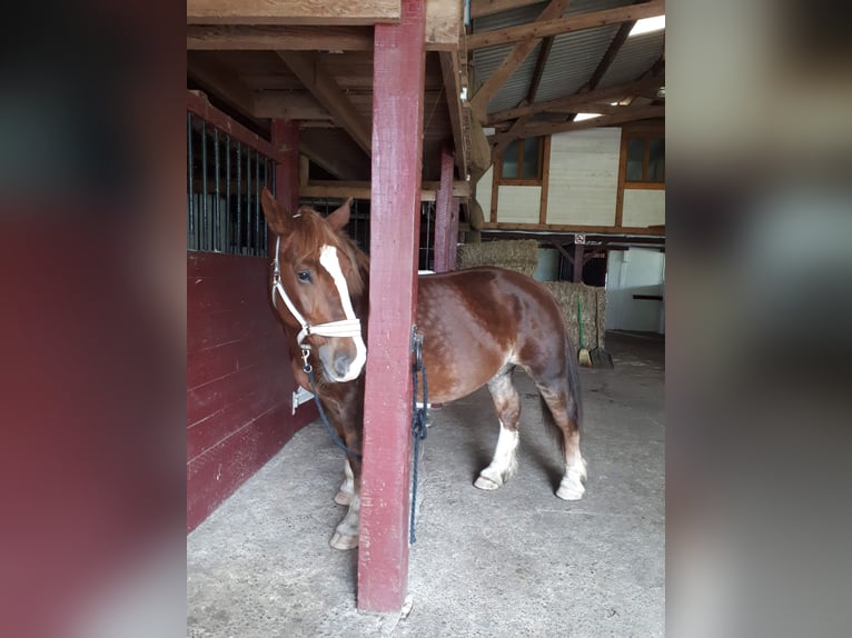 Breton Mare 15 years 15,1 hh Chestnut-Red in R&#xE9;d&#xE9;n&#xE9;