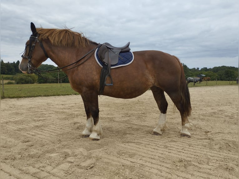 Breton Mare 15 years 15,1 hh Chestnut-Red in R&#xE9;d&#xE9;n&#xE9;