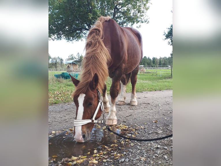 Breton Mare 15 years 15,1 hh Chestnut-Red in R&#xE9;d&#xE9;n&#xE9;