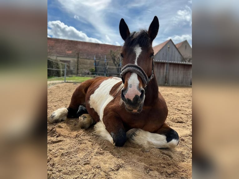 Breton Mare 16 years 15,3 hh in NördlingenNördlingen