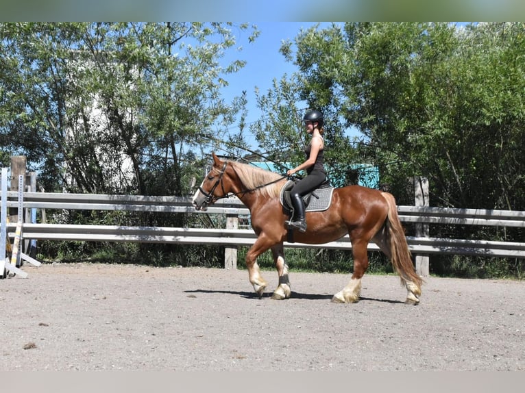 Breton Mare 3 years 15.2 hh Chestnut-Red in Arnstorf