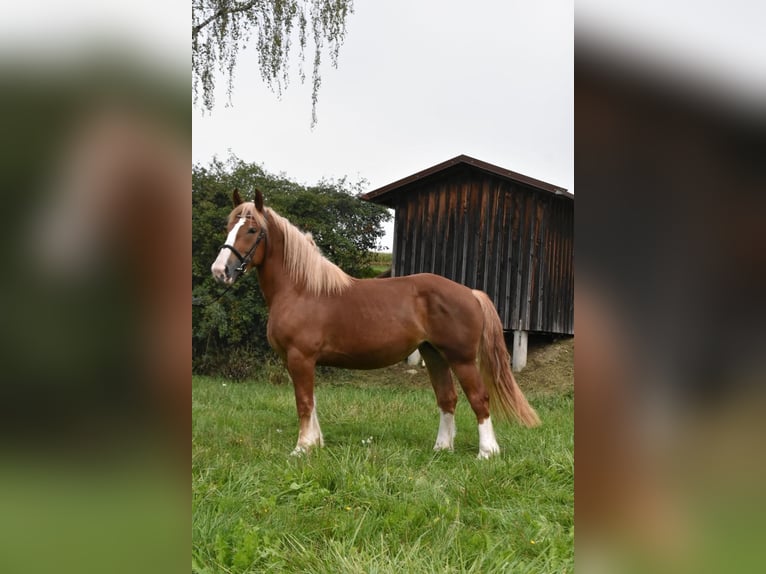 Breton Mare 3 years 15.2 hh Chestnut-Red in Arnstorf