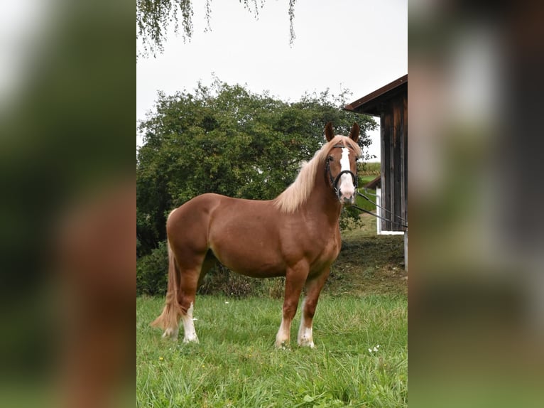 Breton Mare 3 years 15.2 hh Chestnut-Red in Arnstorf