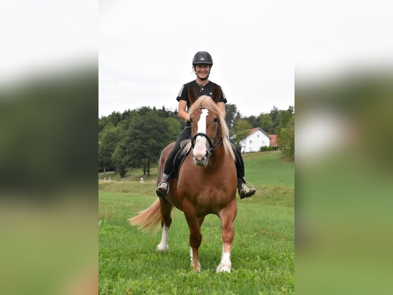 Breton Mare 3 years 15.2 hh Chestnut-Red in Arnstorf