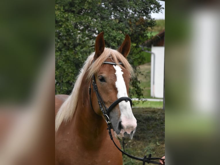 Breton Mare 3 years 15.2 hh Chestnut-Red in Arnstorf