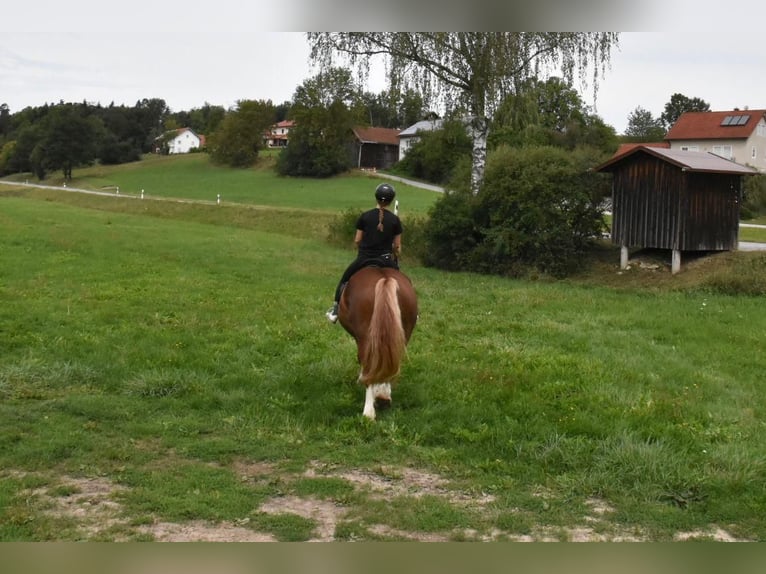 Breton Mare 3 years 15.2 hh Chestnut-Red in Arnstorf