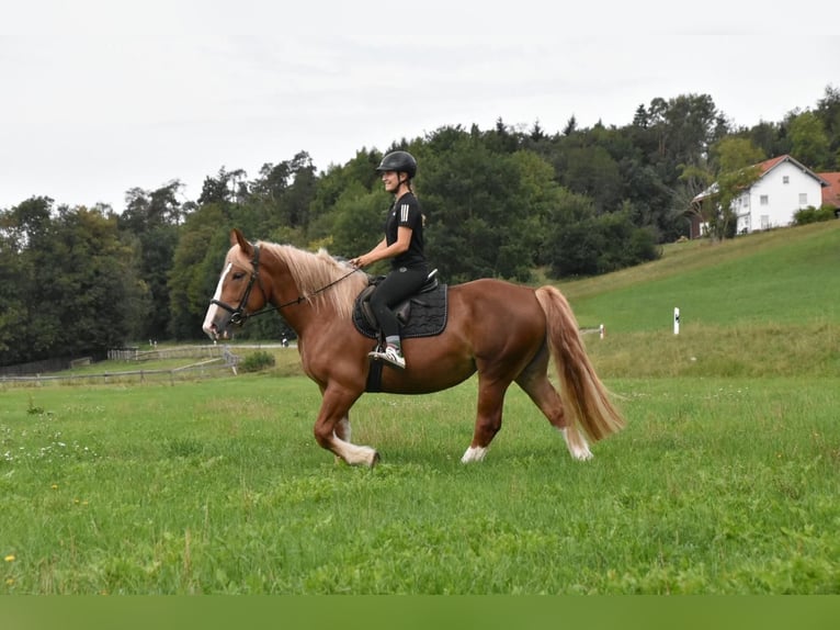 Breton Mare 3 years 15.2 hh Chestnut-Red in Arnstorf