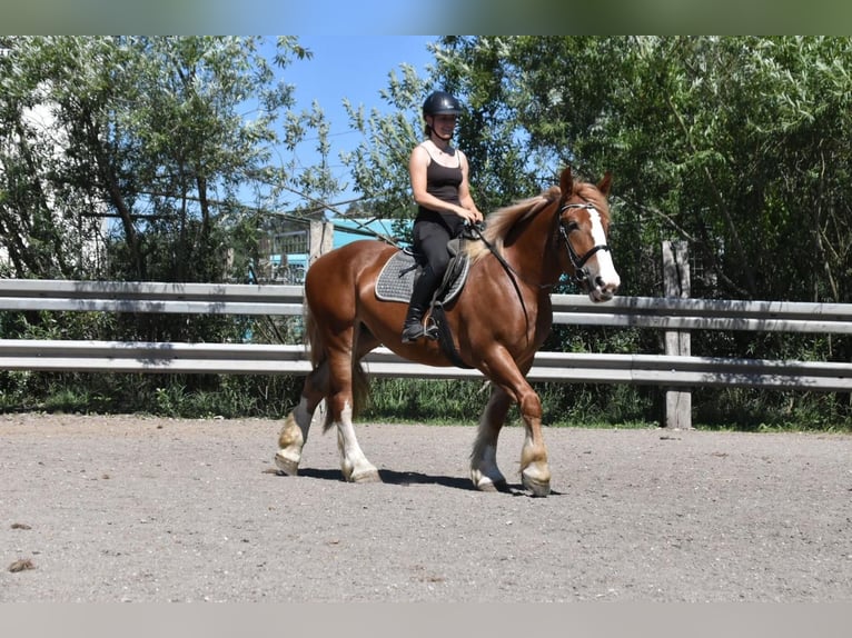 Breton Mare 3 years 15.2 hh Chestnut-Red in Arnstorf