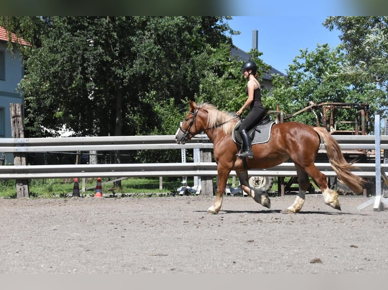 Breton Mare 3 years 15.2 hh Chestnut-Red in Arnstorf