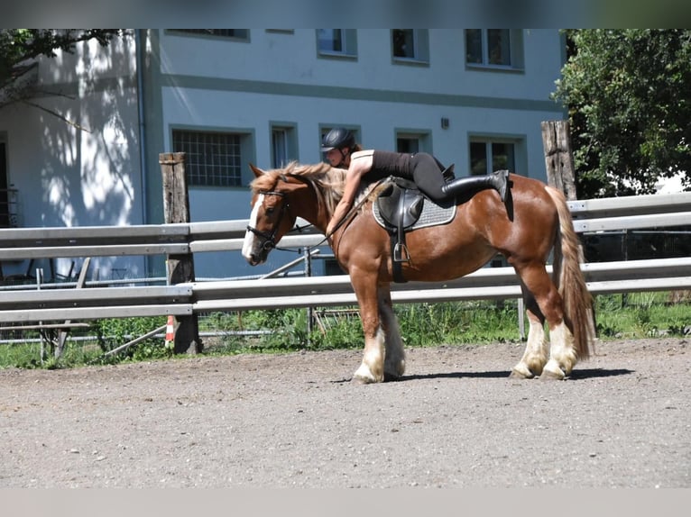 Breton Mare 3 years 15.2 hh Chestnut-Red in Arnstorf