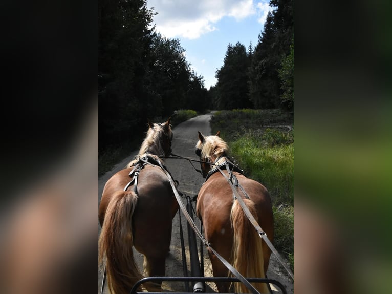 Breton Mare 3 years 15.2 hh Chestnut-Red in Arnstorf