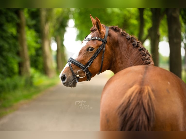 Breton Mix Mare 4 years 14,1 hh Chestnut-Red in Wouwse Plantage