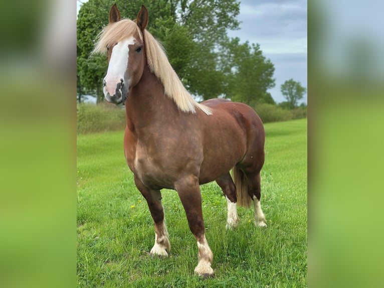 Breton Mare 4 years 15,2 hh Chestnut-Red in Altenahr
