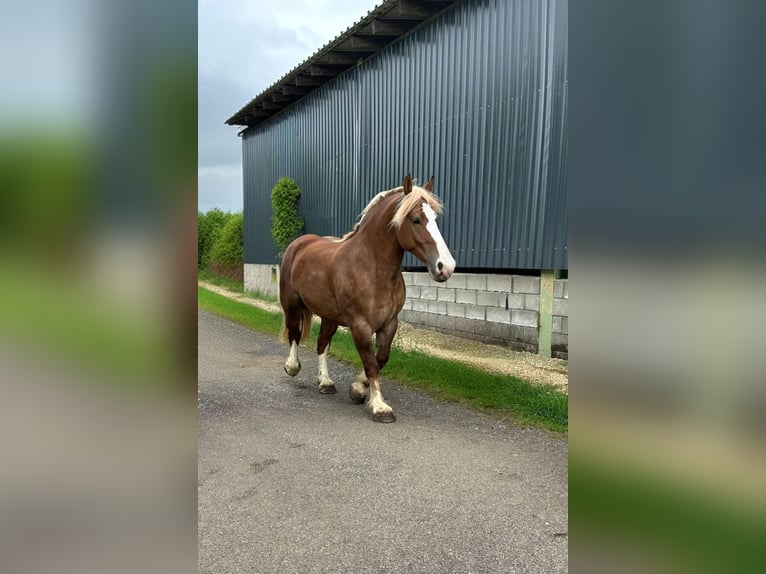 Breton Mare 4 years 15,2 hh Chestnut-Red in Altenahr